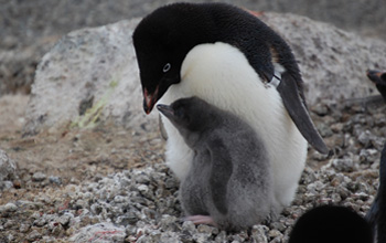 close up image of an Adélie penguin with chick
